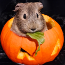 hungrylittlepumpkin avatar