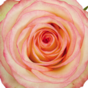 hungrysapphic avatar