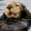 hungryseaotter89 avatar