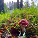 hunter-nightshade avatar