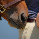 hunterjumperhorses avatar