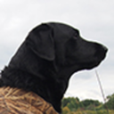 hunting-posts avatar