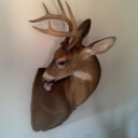 huntingfordeer avatar