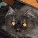 huntresswolf254 avatar