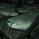 hurmaofficial avatar