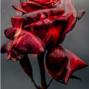 hurtbymanythoughts avatar