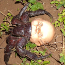 hurtmitcrab avatar