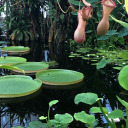 hushedelicacy avatar