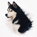 husky-lovers avatar