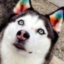 husky-official avatar