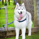 huskyhaven avatar