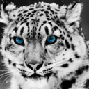 huskyleopard-blog avatar