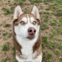 huskylover69 avatar