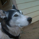 huskymix avatar