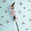 huzunlupolyanna avatar