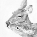 hwanggeumholang avatar