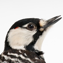 hwoodpecker avatar