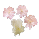 hxllvcination avatar