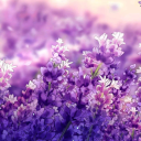 hyacinth-dancing-in-rain avatar