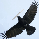 hyacinthorchids avatar