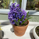 hyacinthose avatar