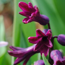 hyacinths-garden avatar