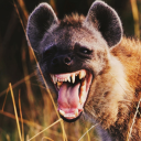 hyaena-bites avatar