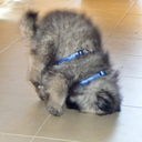 hybridlicious avatar