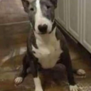 hybridutensil avatar