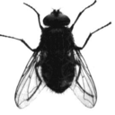 hydeis-ekphora avatar