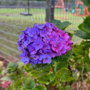 hydrangea-bindery avatar