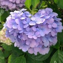 hydrangea-moobloom avatar