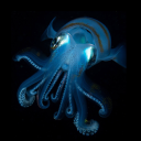 hydroticsquid avatar