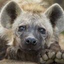 hyena--time avatar