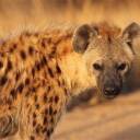 hyena-shark-rusty avatar