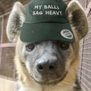 hyenabogblog avatar