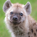 hyenalover2630 avatar