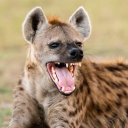 hyenasrcute avatar