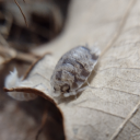 hylasregillasisopods avatar