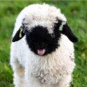 hyper-dorphin avatar