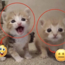 hyper-fixations-help avatar