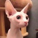 hyperactivetearducts avatar