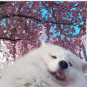 hyperblueazelia avatar