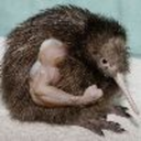 hyperbolichal avatar