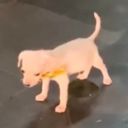 hyperfixatecentral avatar