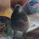 hyperfixatedmess873 avatar