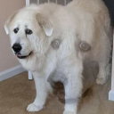 hyperfixater-extrordinare avatar