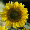 hyperfixation-fix avatar