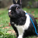 hyphen-hyphen-hyphen-hyphen avatar