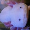 hyphenhyphenhyphenhyphen avatar